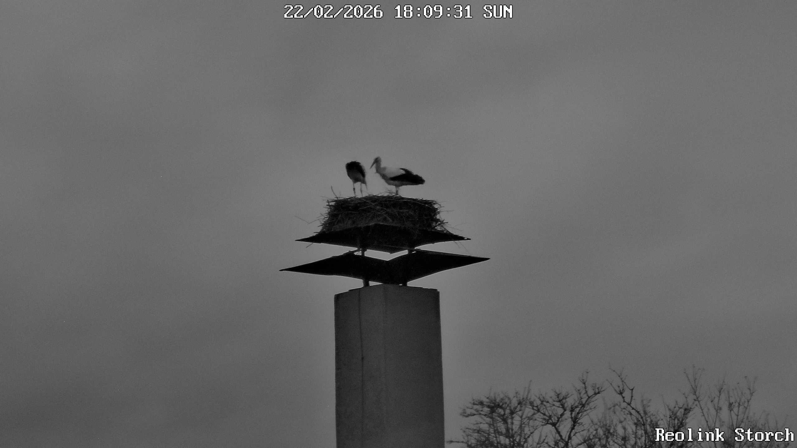 Storchencam Bild